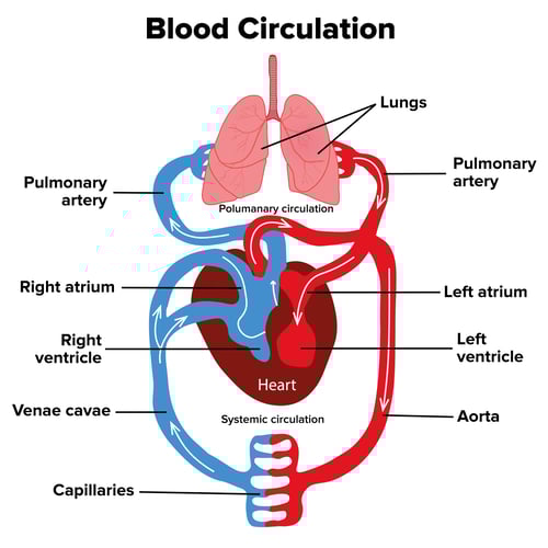 Blood Circulation