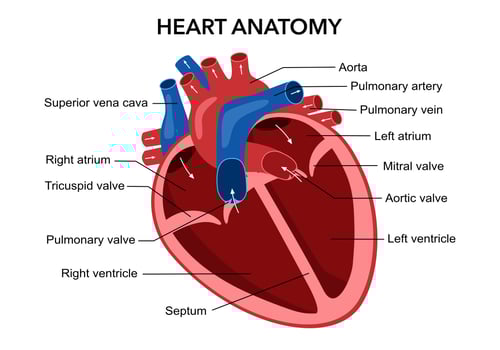 Heart Anatomy
