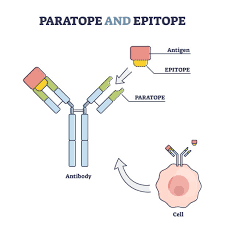 Hormone pillar page Paratope and Epitope