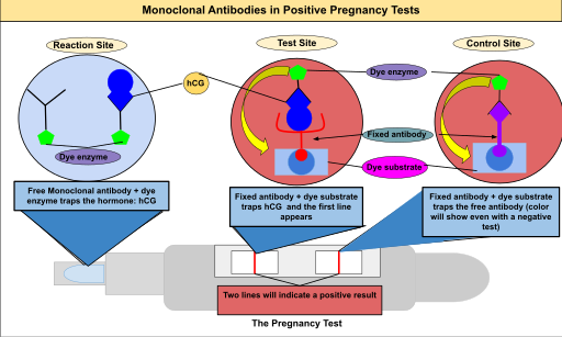 Hormone pillar page monoclonal antibodies