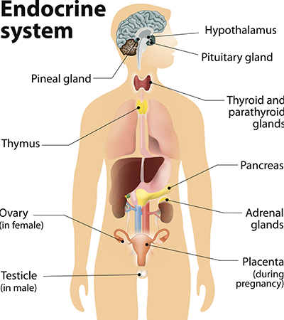 Hormone Pilar page: The endocrine system